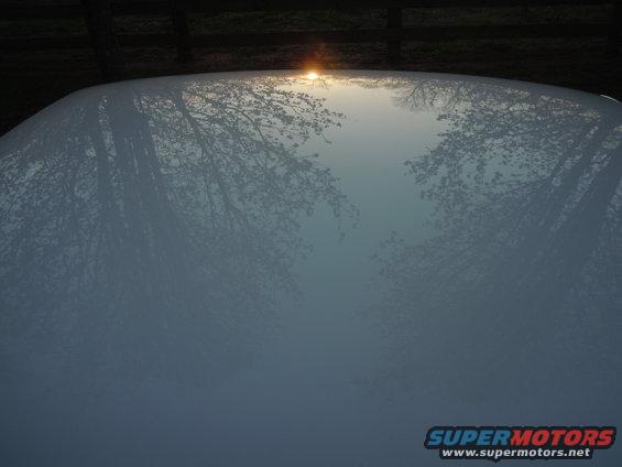 White car hood reflecting trees and sunset