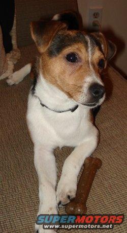smoothfoxterrierjack4months.jpg