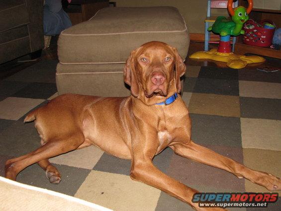 Brown dog lying on a checkered rug in front of a large ottoman