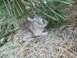 2003 Ford Crown Victoria - A young rabbit rests camouflaged amongst dry grass and pine needles.