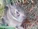 2003 Ford Crown Victoria - A young rabbit is camouflaged amongst dry grass and green foliage.