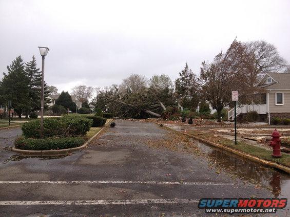 Fallen tree blocking a parking lot after a storm. Debris is scattered around