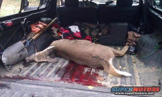 Deer carcass and hunting gear in the bed of a truck