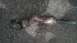 driveshaft.jpg