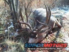 dead mule deer buck lying on the ground next to some brush and snow
