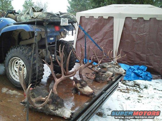 Blue ATV rear with deer carcasses on a trailer, tent in background