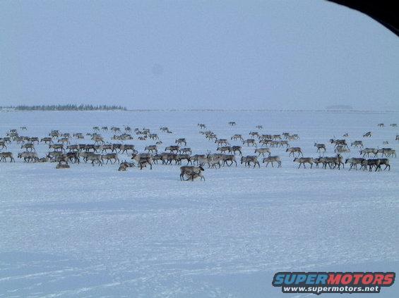 Herd of reindeer on a vast, snow-covered plain under a pale sky. Some trees visible on the horizon
