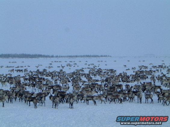 Herd of reindeer in a snowy landscape under a pale blue sky. A watermark reads SUPERMOTORS