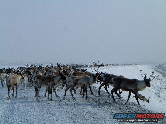 Herd of reindeer in a snowy landscape with "SUPERMOTORS" watermark