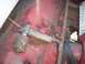 1956 Ford Thunderbird - The interior of this vehicle shows significant rust on the floor pan, along with a visible fuel pump and associated wiring.