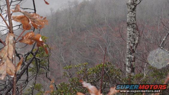 misty forest scene with bare trees and some wet leaves in the foreground