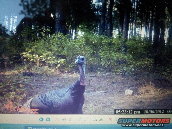 Wild turkey in a wooded area, captured by a trail camera