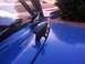 1970 Volkswagen Beetle - A toy shark is mounted as a hood ornament on a blue car.