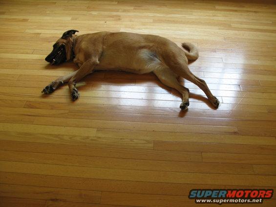 Tan dog lying on a wooden floor