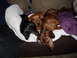 1994 Jeep Cherokee - Three dachshunds are resting comfortably on a couch, partially covered by blankets.