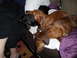 1994 Jeep Cherokee - Three dachshunds, one black and two brown, are sleeping together on a couch with blankets.