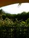 1960 Ford Falcon - A view of lush tropical foliage and a black metal fence against a bright sky, with palm fronds visible.