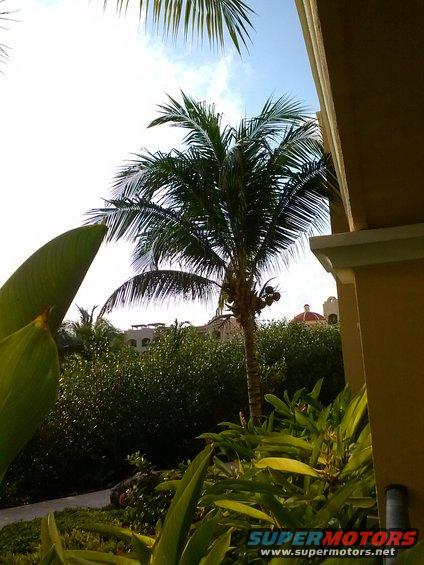 Tropical resort with palm trees, lush foliage, and buildings under a blue sky. Supermotors.net logo in lower right