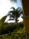1960 Ford Falcon - Tropical resort scene with palm trees and foliage. Supermotors.net logo visible.