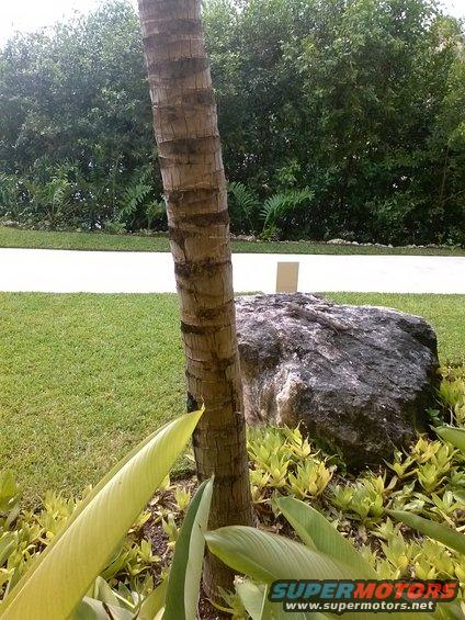 Palm tree trunk in foreground, large rock and landscaping behind, with a white path and green bushes in background
