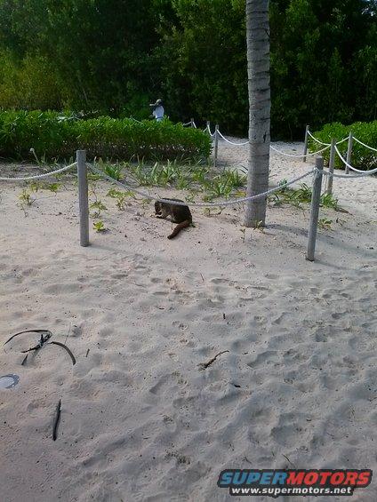 Coati on sand near a palm tree and bushes, with a person in the background
