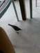 1960 Ford Falcon - A bird is seen on a concrete floor, with furniture legs and a person's arm also visible in the frame.