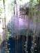 1960 Ford Falcon - A natural sinkhole, or cenote, with dense hanging vines and dark water below.