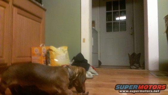 Dachshund dog lying on floor near laundry detergent and a doorway with a boot