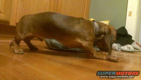 Brown dachshund puppy on wooden floor chewing a bone, with a dog bed and clothes in the background