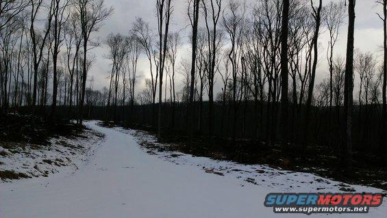 Winding snowy path through bare trees under a cloudy sky