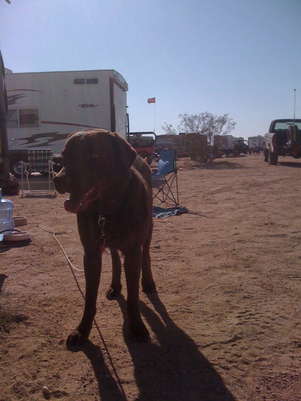 Brown dog stands in dirt lot with RV and pickup truck in background under clear sky