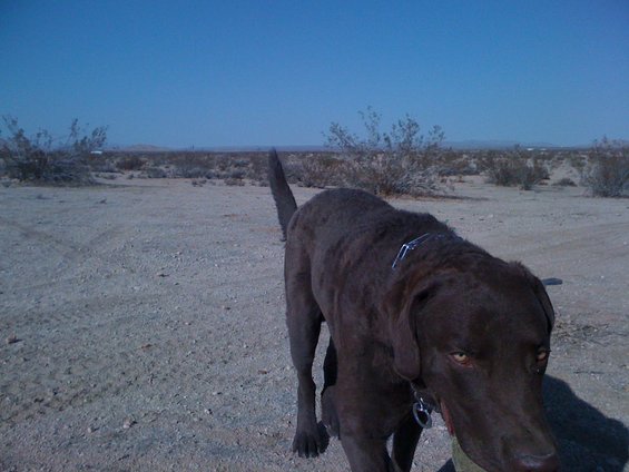 Chocolate lab dog standing in a dry, desert landscape under a clear blue sky