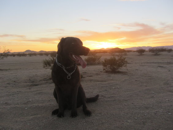 Dark-colored dog sits in a desert landscape with sparse bushes and mountains in the distance under a sunset sky