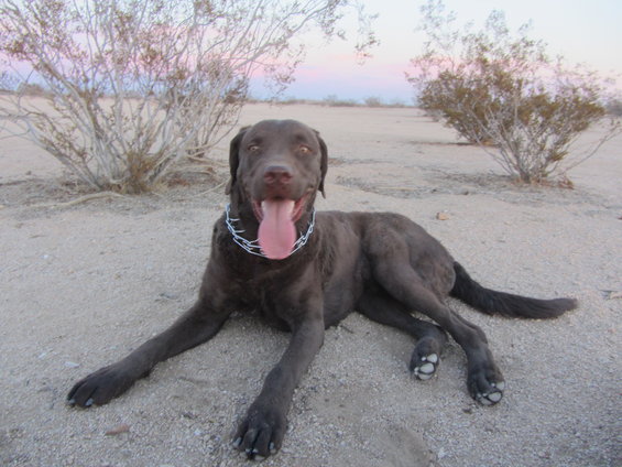 Chocolate lab dog lying on sandy ground in desert landscape with sparse bushes and pink sky