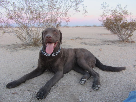 Chocolate lab with tongue out lies on sandy ground in desert with sparse bushes and pastel sky