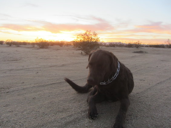 Chocolate lab dog with metal collar lying on sandy ground, desert bushes and mountains in background, sunset sky