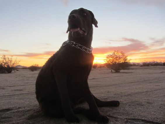 Dark-colored dog with a metal chain collar sits in a desert landscape during sunset