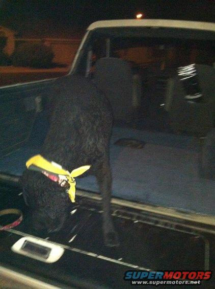 Black dog with yellow bandana in back of a vehicle