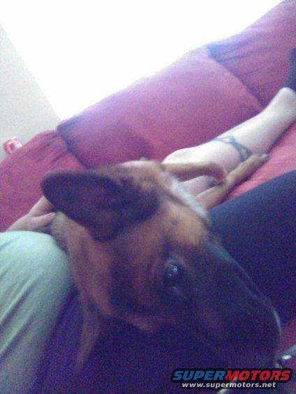 Dog resting on a couch next to a person's legs