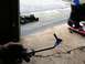 1996 Ford Bronco - Bent screwdriver with tape on tip, in a garage setting with a floor jack visible.