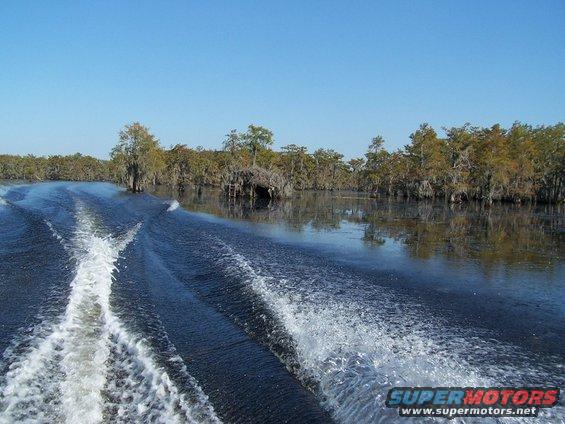 Boat wake on dark water with cypress trees and Spanish moss in the background under a clear blue sky