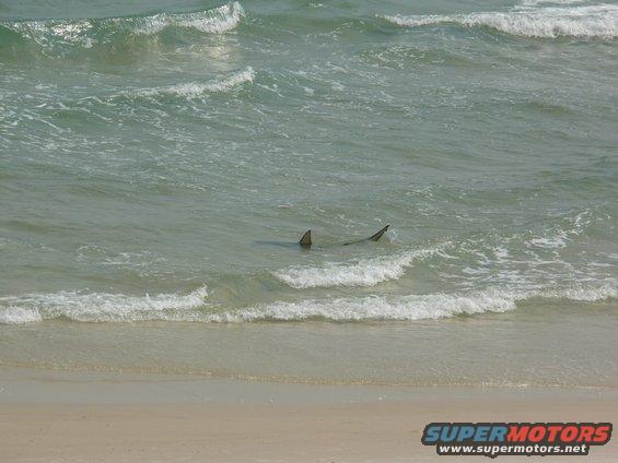 Shark fins visible in shallow ocean waves near a sandy beach. Watermark reads SUPERMOTORS