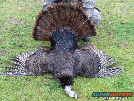 Wild turkey with fanned tail feathers lying on grass, person in camouflage clothing behind it
