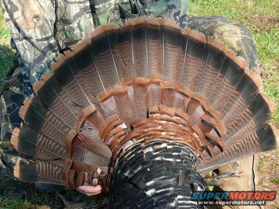 Person holding up a fanned turkey tail with brown and black feathers. Watermark says www.supermotors.net