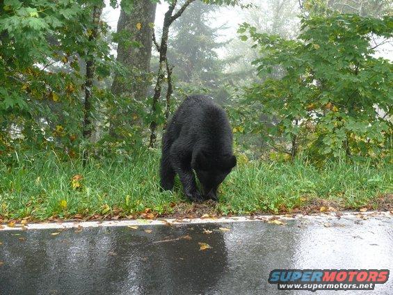 Black bear foraging near a wet road with trees and foliage in the background