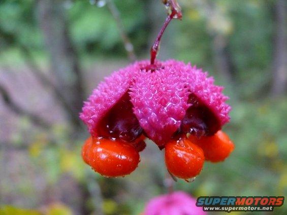 Pink spiky fruit with bright orange berries and water droplets