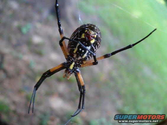 Black and yellow garden spider hanging from its web