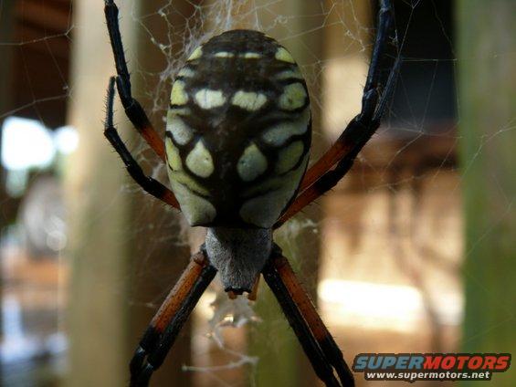 Close-up of a garden spider on its web. It has a yellow and black patterned abdomen and orange and black striped legs