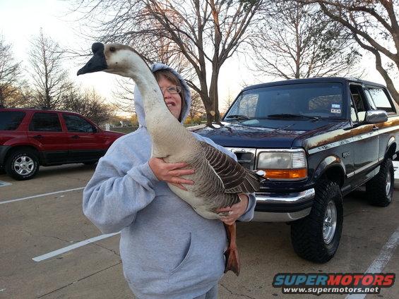 Dark blue lifted Ford Bronco from the early to mid-1990s with a person holding a goose