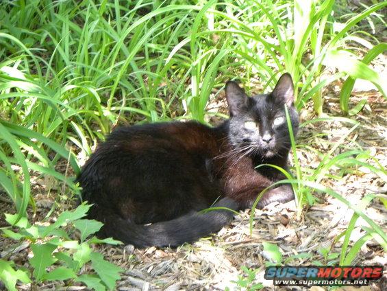 Black cat lying in tall green grass and dry leaves